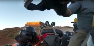 GoPro: Ara and Spirit ‘The Sidecar Dog’