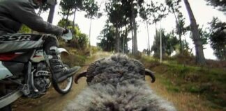 GoPro: Ram vs Dirtbiker