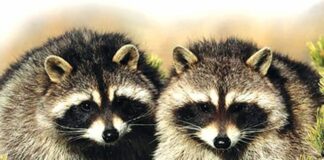 Masked bandits strike at CCM!